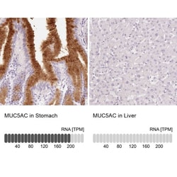 MUC5AC Antibody, Novus Biologicals:Antibodies:Primary Antibodies